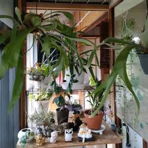 カランコエ,コウモリラン,幸福の木,シダ植物,ガーデニングの画像