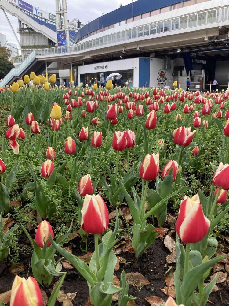 ユダコさんの横浜公園への投稿