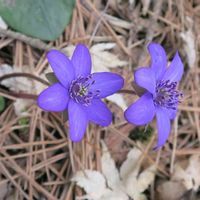 ユキワリソウ,青い花,青紫の花,青い花マニア,里山歩きの画像