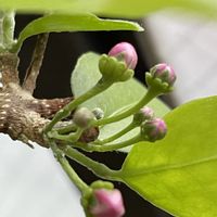 アセロラ,アセロラの花,可愛い〜♡,沖縄,実のなる木の画像