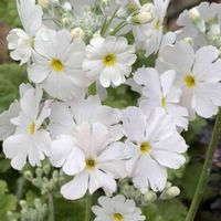 サクラソウ,サクラソウ,ニホンサクラソウ,プリムラ マラコイデス,プリムラ マラコイデスの画像