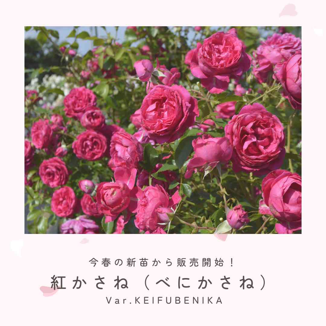 赤いバラの投稿画像 by 京成バラ園芸(株)バラ営業部さん｜ロゼット咲き