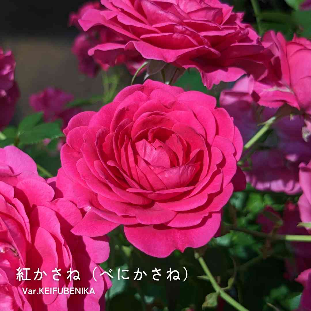 赤本 バラ売り⭕️ choco (@c0301324) / Posts / X