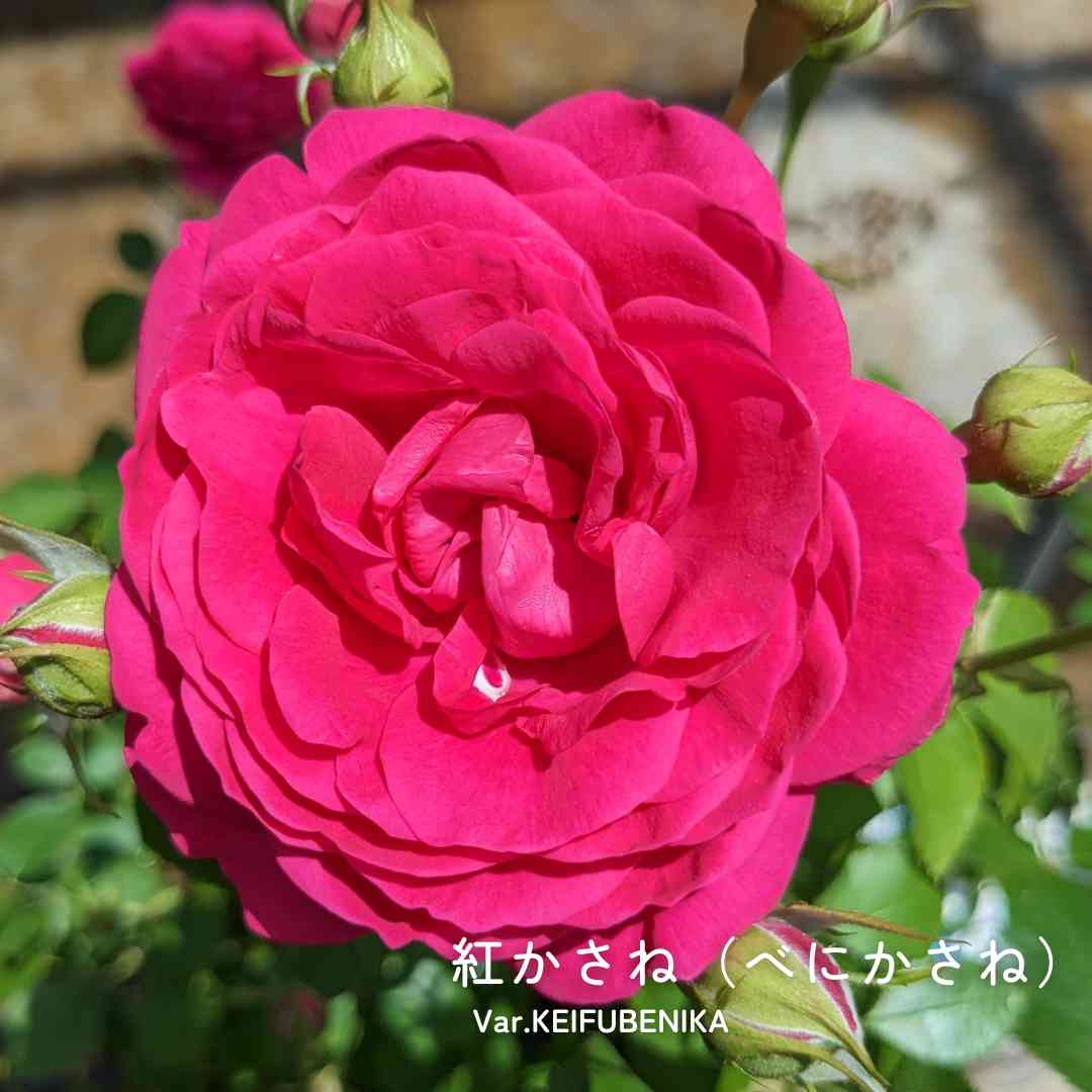 赤いバラの投稿画像 by 京成バラ園芸(株)バラ営業部さん｜ロゼット咲き