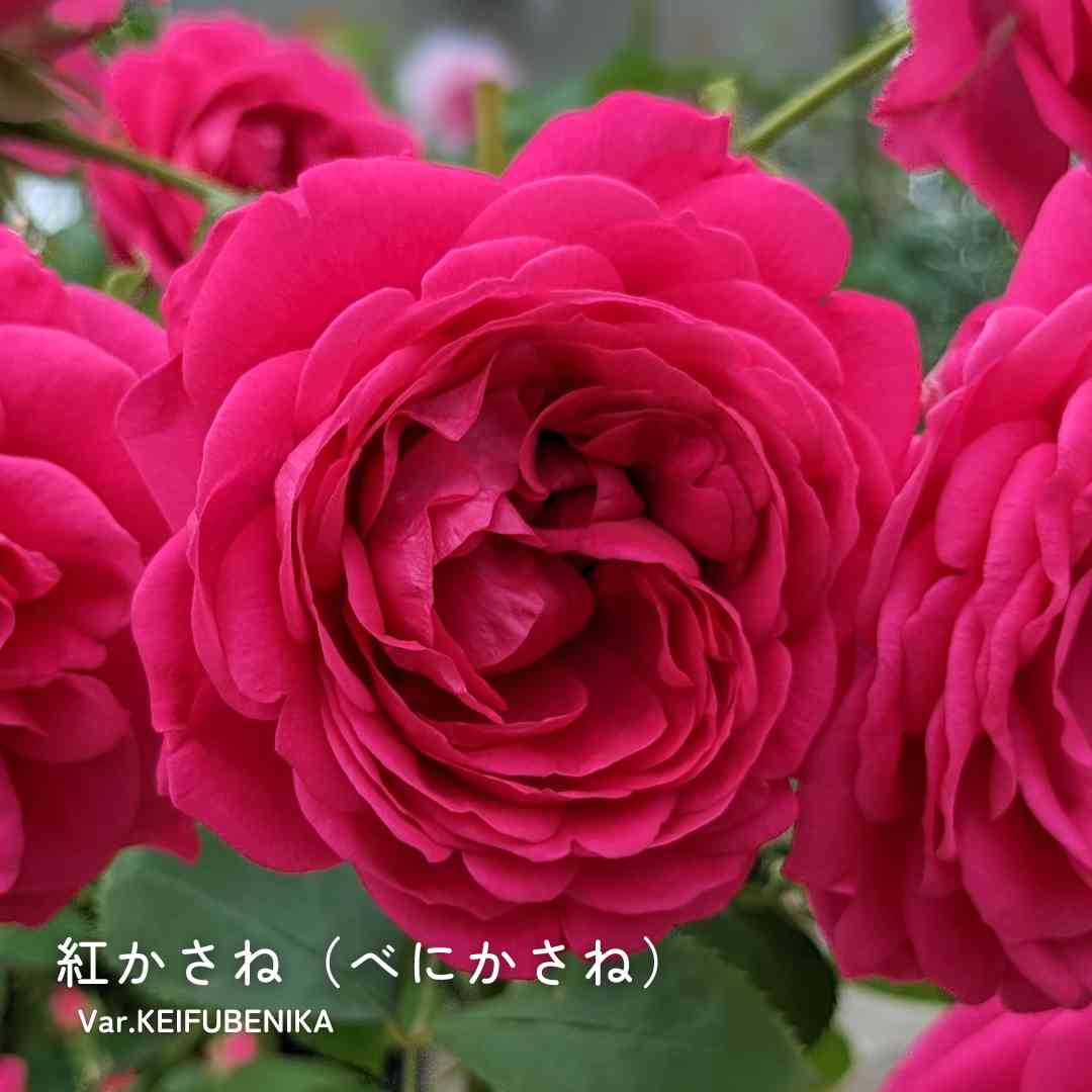 赤いバラの投稿画像 by 京成バラ園芸(株)バラ営業部さん｜ロゼット咲き