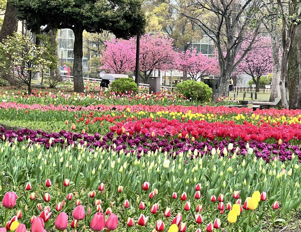 yaccoさんの横浜公園への投稿