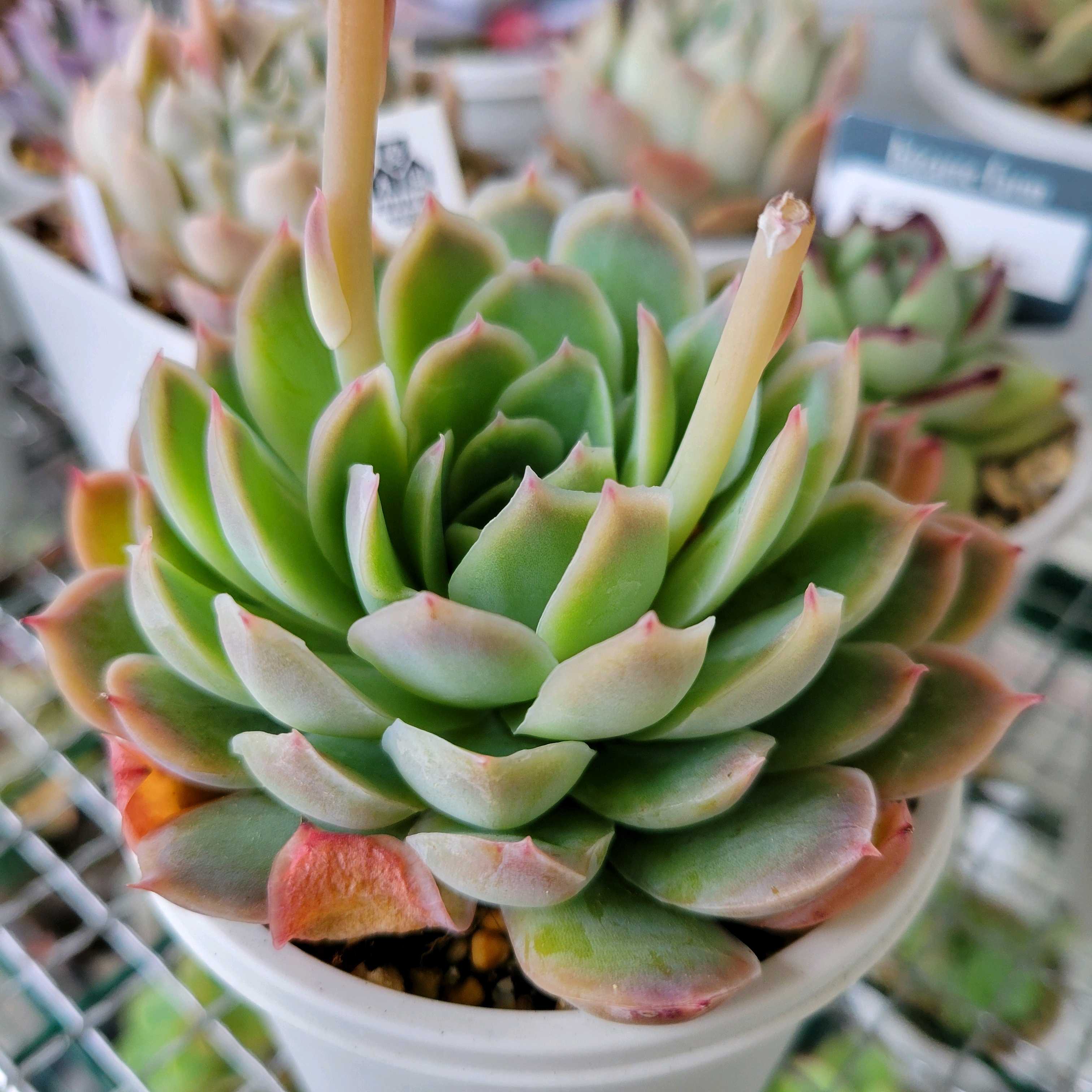 月影xメキシコプリドニス｜🍀GreenSnap（グリーンスナップ）