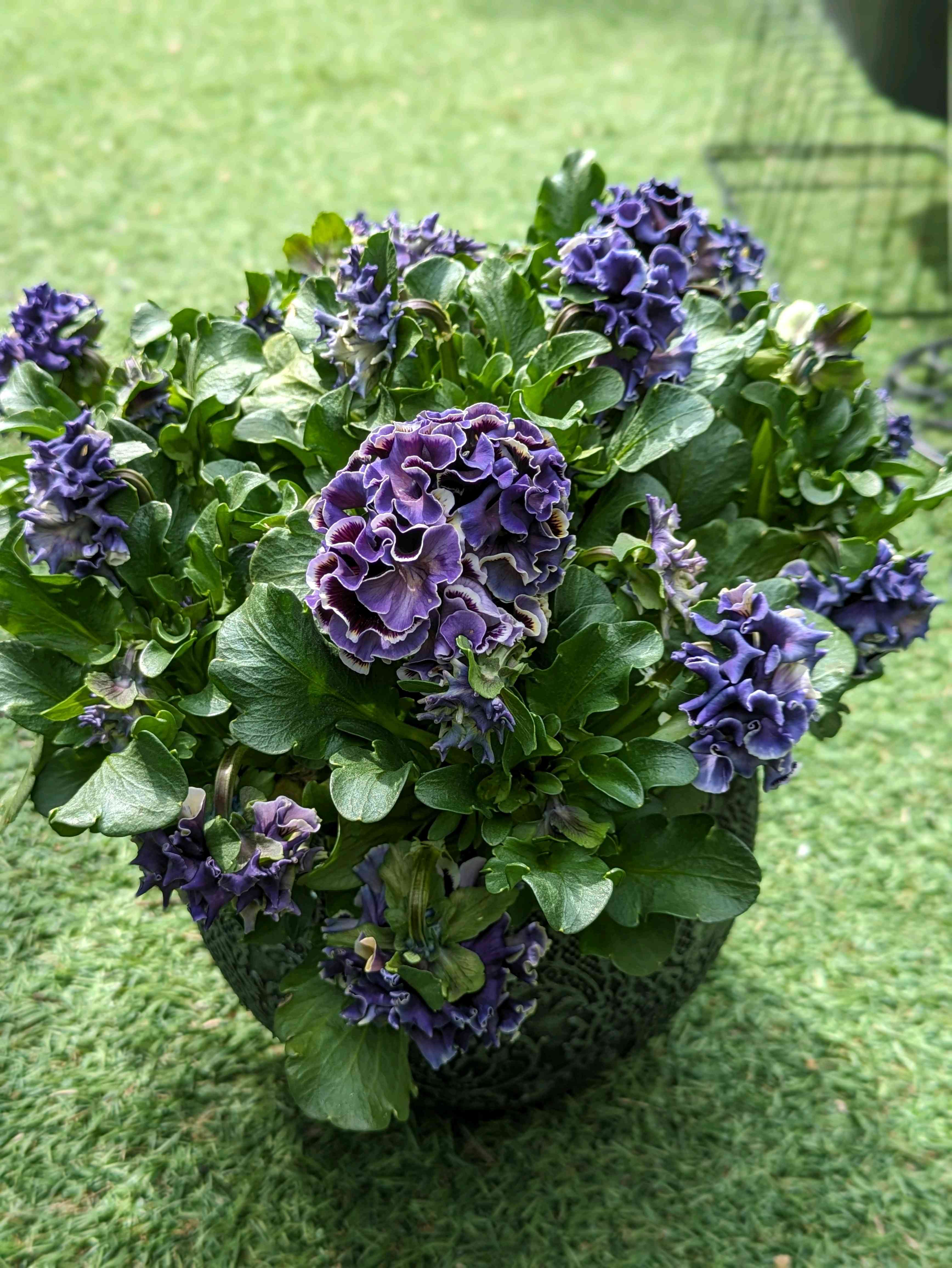 No.9 ヴァレ ドゥ フェルネ｜ヴァレ ドゥ フェルネ自然公園 No.9 ヴァレ ドゥ フェルネ｜ヴァレ ドゥ フェルネ自然公園 – NOSE SHOP