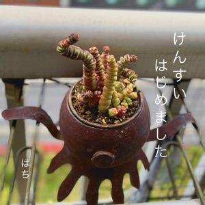 舞乙女,ベビーズネックレス,多肉植物,多肉植物のある暮らし,タコの八兵衛の画像