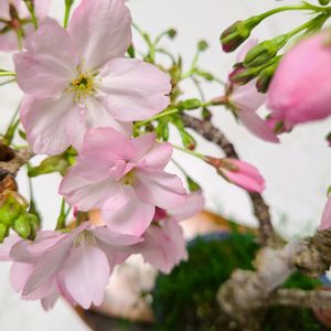 小品盆栽,さくら 桜 サクラの画像