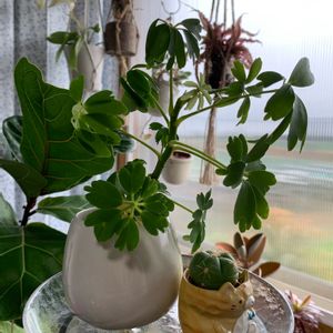 シェフレラ,シェフレラ レナータ,観葉植物,ハイドロカルチャーの画像