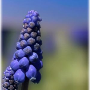 青空,アガベ属,北海道,多肉女子,ばら バラ 薔薇の画像