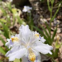 サンシュユ,シャガ,ムスカリ,ラナンキュラス,白って綺麗だねの画像