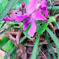 ニオイスミレ,ニオイスミレ（　スイートバイオレット　）,紫の花,今日の花,ムラサキの花の画像
