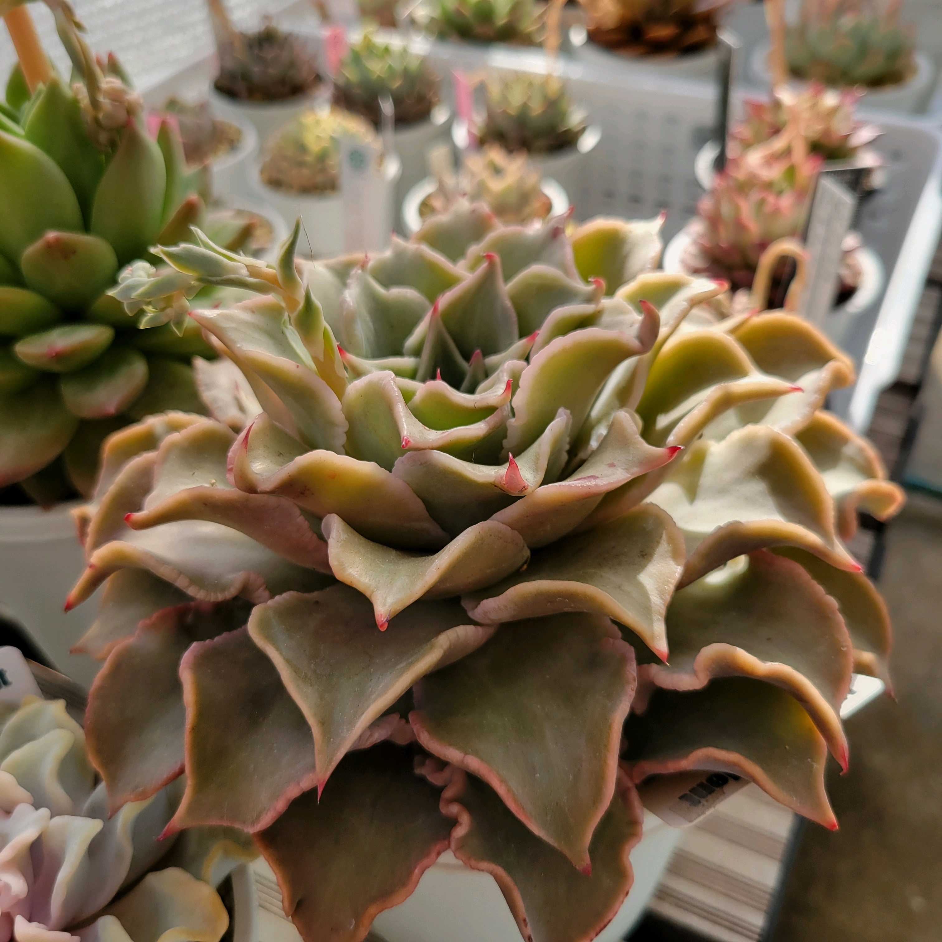 マディバ｜🍀GreenSnap（グリーンスナップ）