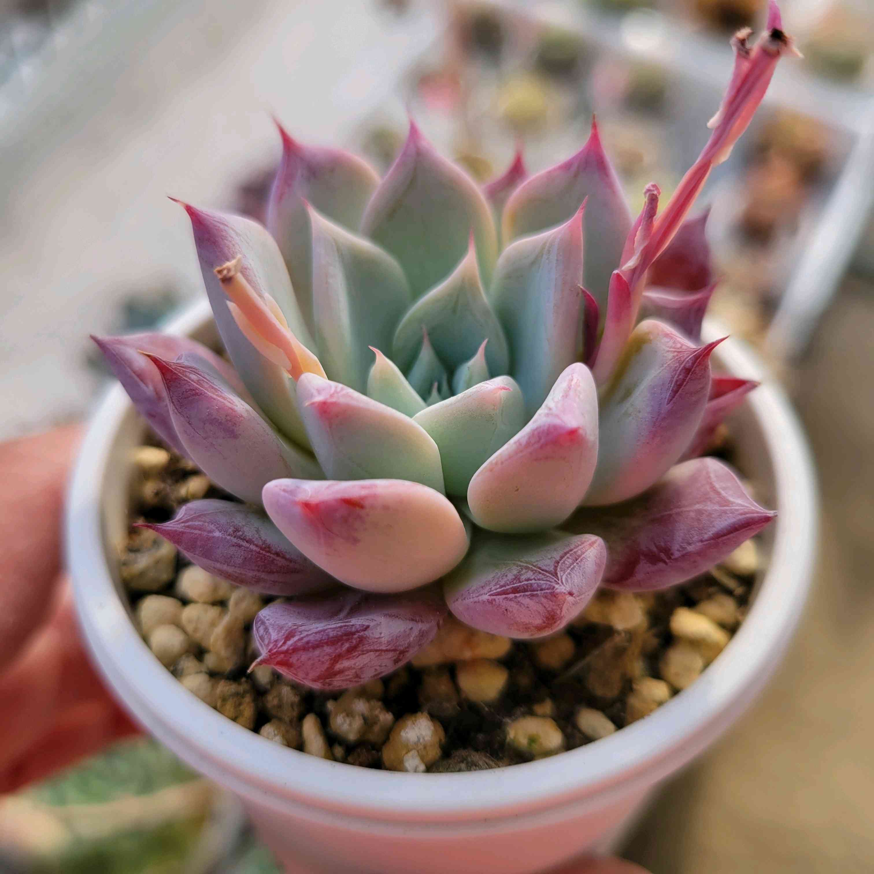 ペガサス｜🍀GreenSnap（グリーンスナップ）