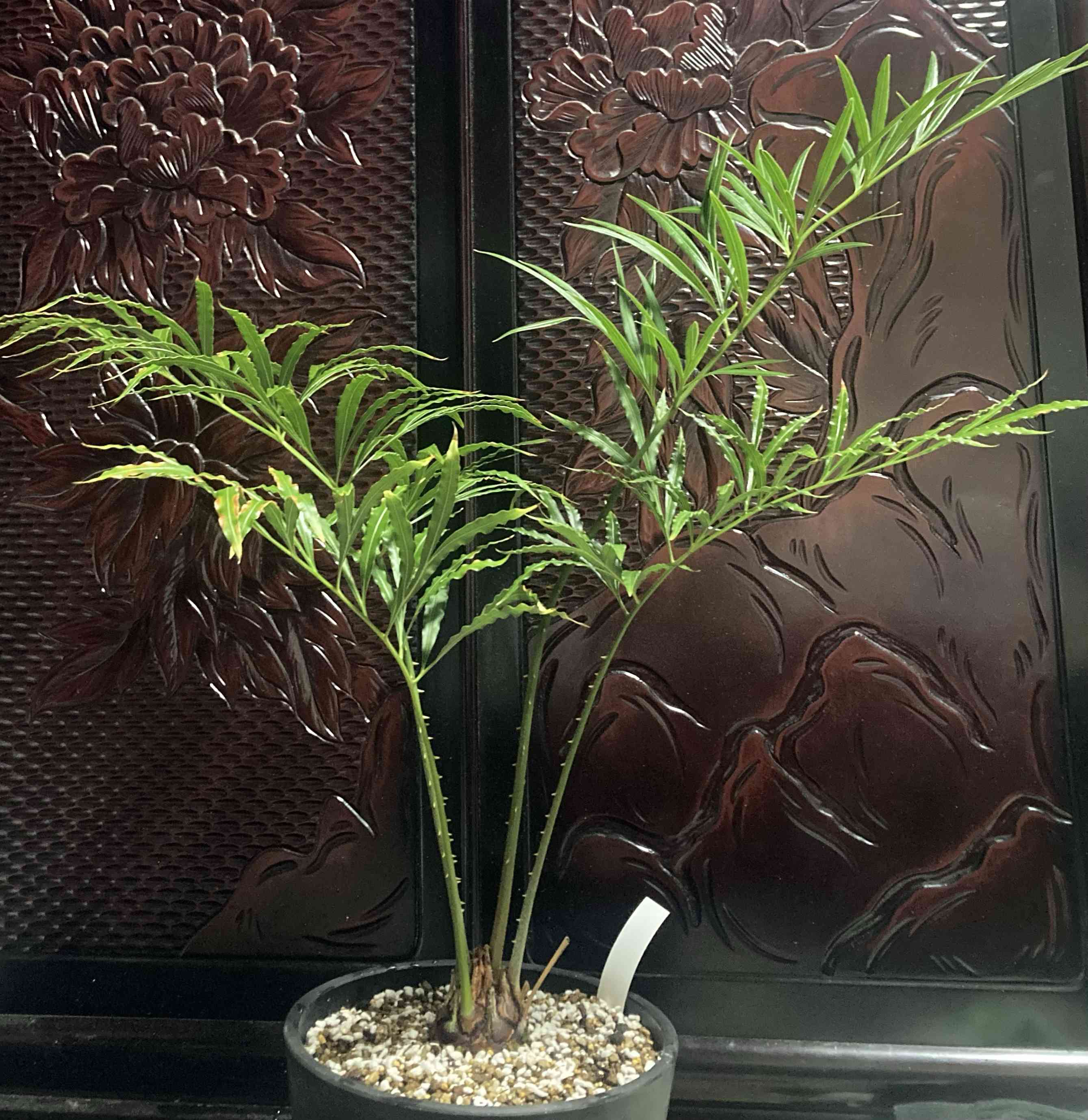 サイカス　デバオエンシス3.5号　 250923 園芸ネット本店｜サイカス：デバオエンシス3.5号ポット の通販【公式】