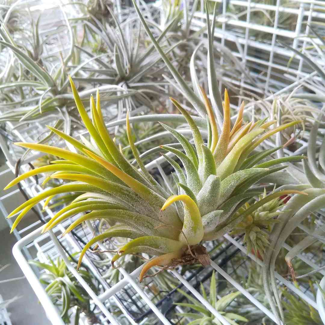 T. ionantha Pachara Solarishの一覧｜🍀GreenSnap（グリーンスナップ）