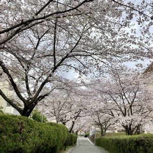 ヤマブキ,タケノコ,アミガサタケ,盆栽,開花の画像