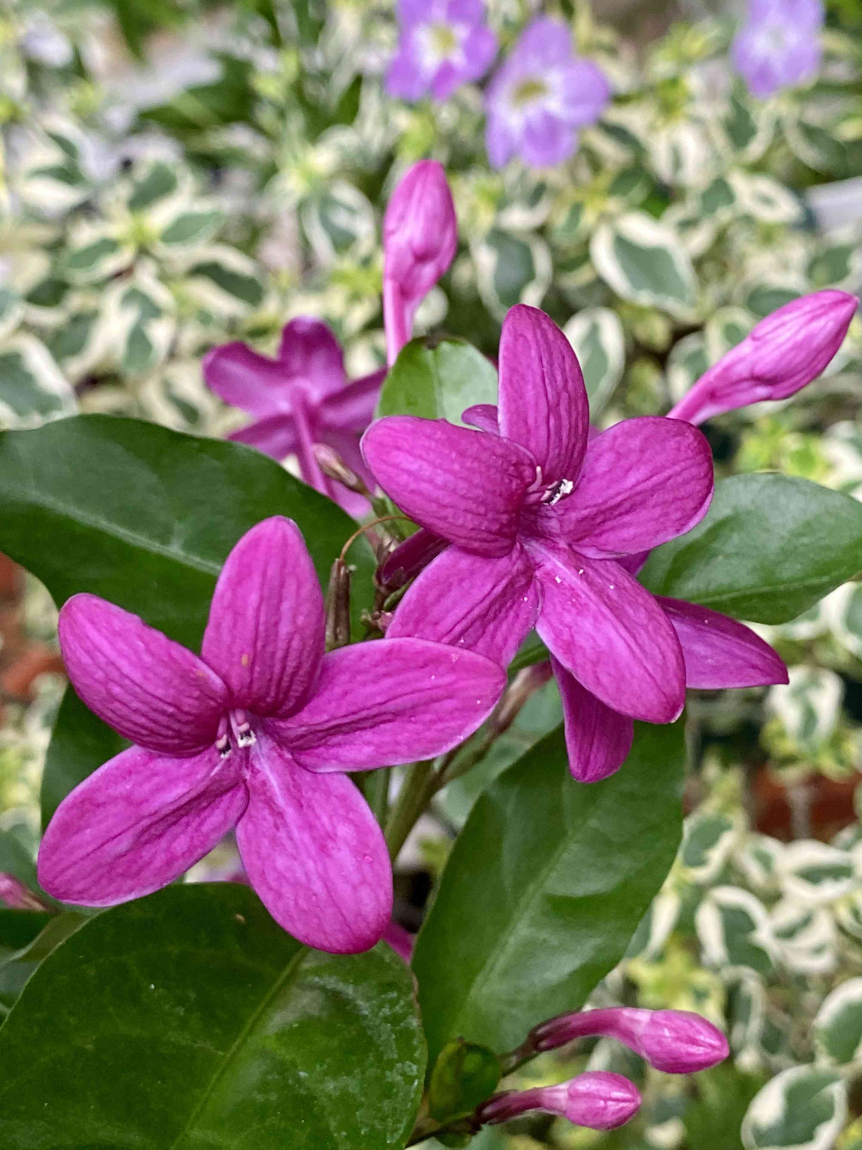 鉢植えの投稿画像 by みっちゃんさん｜挿し木とキツネノマゴ科と癒しの