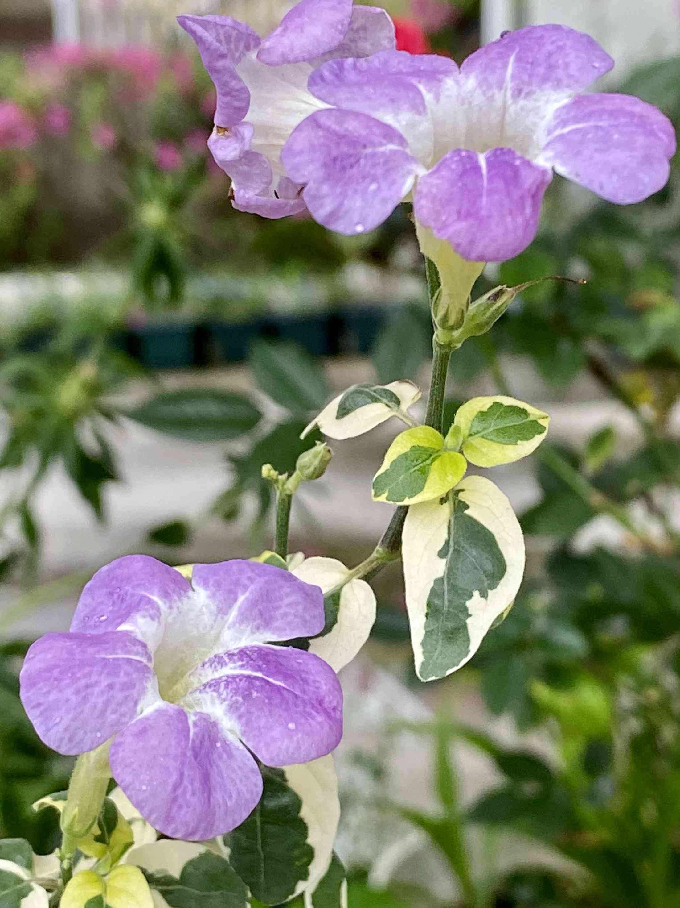 鉢植えの投稿画像 by みっちゃんさん｜挿し木とキツネノマゴ科と癒しの