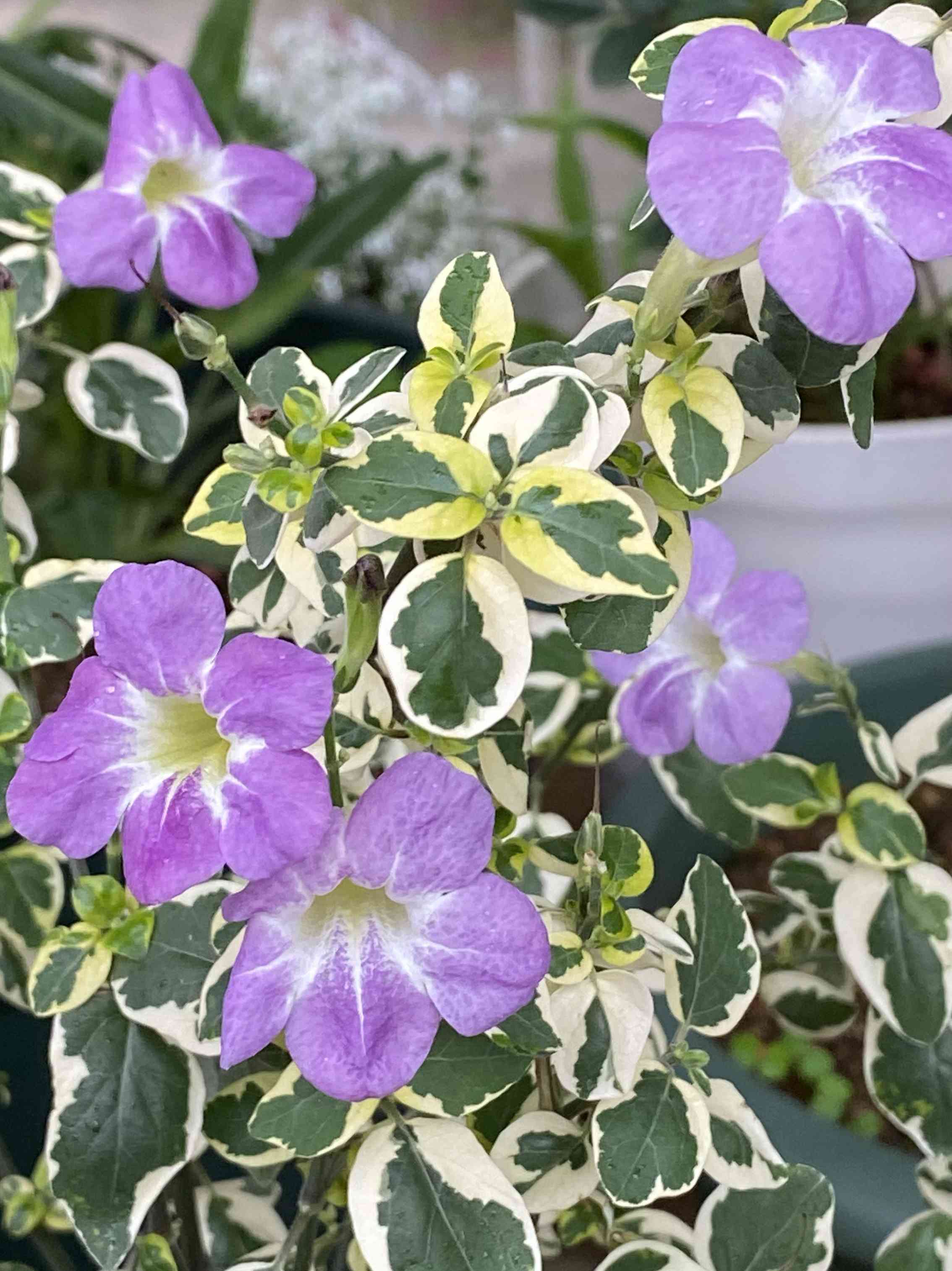 鉢植えの投稿画像 by みっちゃんさん｜挿し木とキツネノマゴ科と癒しの