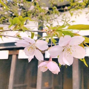 オカメザクラ,コブクザクラ(子福桜),桜 大漁桜,コシノヒガンザクラ(越の彼岸桜),植物のある暮らしの画像