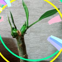 プルメリア,新しい葉の画像