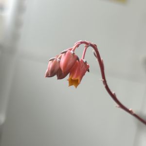 沙羅姫牡丹,多肉植物,観葉植物,かわいい♡の画像
