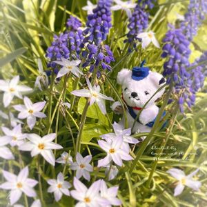 球根植物,花言葉,白い花,紫の花,青い花の画像
