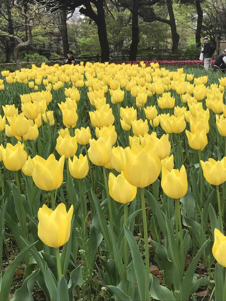 タカベルさんの横浜公園への投稿