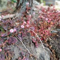 オオイヌノフグリ,ヒメツルソバ,花のある暮らし,緑のある暮らし,季節のお花の画像