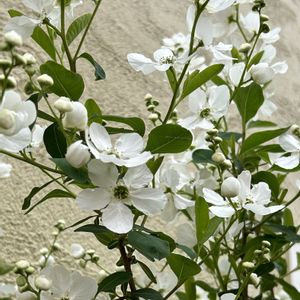 花木,白い花,シェードガーデン,茶花,放置栽培の画像