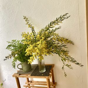 ミモザ,アカシア　ブリスベーンワトル,切り花の画像