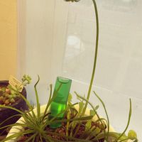 ハエトリソウ,寄せ植え,食虫植物,植物,初心者の画像