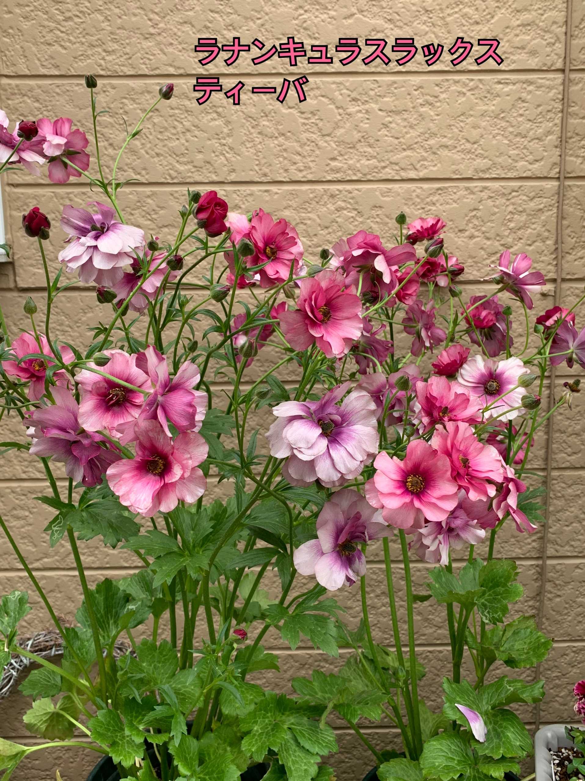 ラナンキュラスラックスの開花その後の様子｜🍀GreenSnap（グリーン