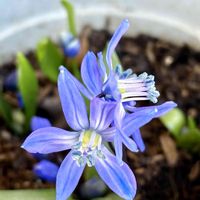 シラーシベリカ　スプリングビューティー,シラー シベリカ,シラー シベリカ,花のある暮らし,自宅にての画像