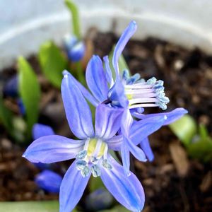 シラーシベリカ　スプリングビューティー,シラー シベリカ,シラー シベリカ,花のある暮らし,自宅にての画像