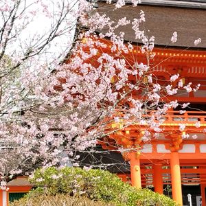 サクラ,御所桜,御所桜,お出かけ 京都,京都　上賀茂神社の画像