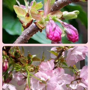 旭山桜,花言葉,はちうえ,GS3年生,ピンクワールドへ ようこその画像
