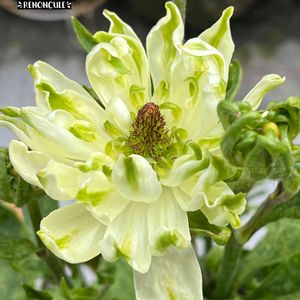 ラナンキュラス・ラックス,サリーちゃん,マイ・ラナン,tom' world,Tom’s ラックスの画像