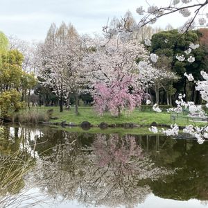 しだれ桜,ハナノキ,日の出,公園の木,さくら 桜 サクラの画像