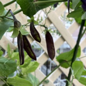 ムラサキエンドウ,つる性植物,自家製野菜,春の訪れ,野菜遺産プロジェクトの画像