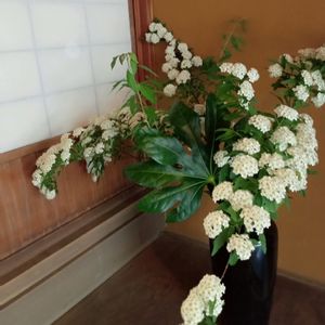 コデマリ,ヒトツバタゴ(別名ナンジャモンジャ),花言葉,大好きなお花,全てに祈りを♪の画像