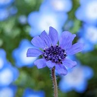 ネモフィラ,フェリシアスプリングメルヘン,優しい気持ち,青い花マニア,３月11日を忘れない。の画像
