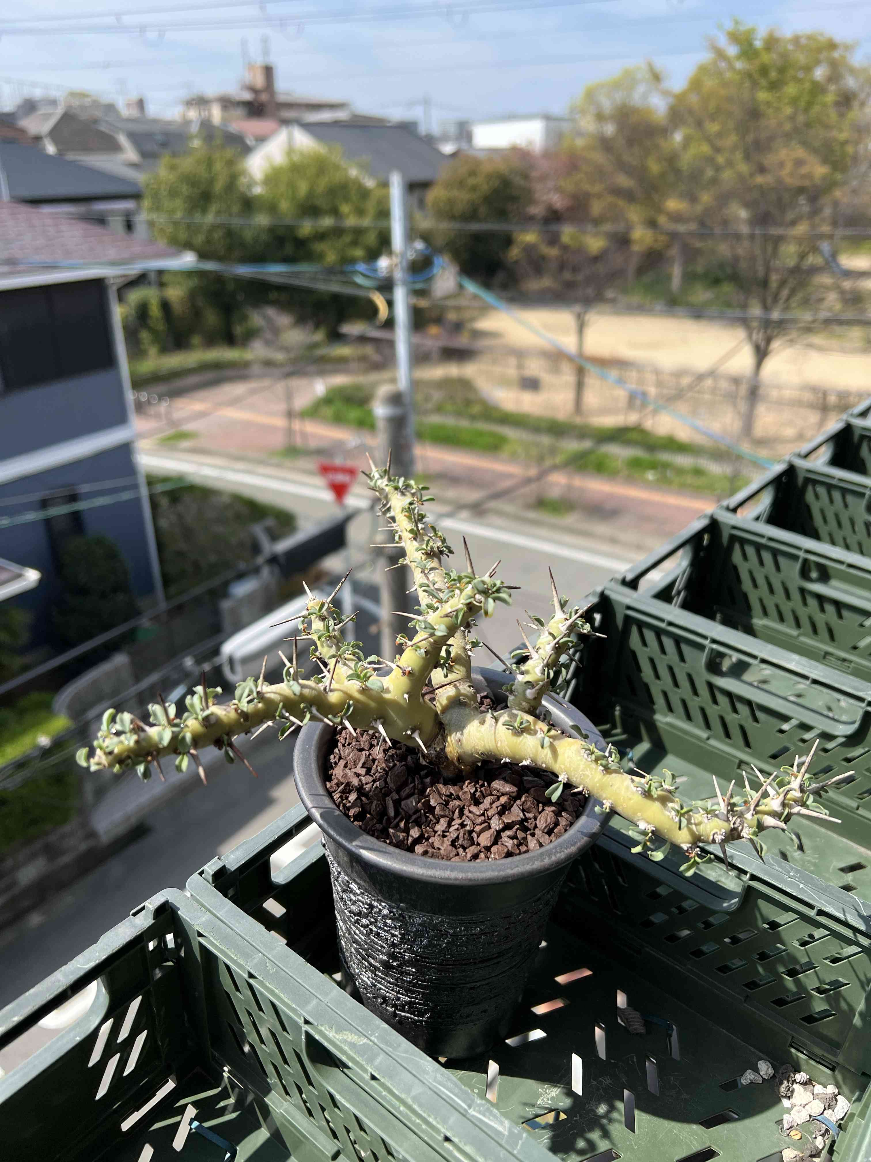 モンソニア パターソニーの一覧|🍀GreenSnap(グリーンスナップ) モンソニア パターソニーの一覧|🍀GreenSnap(グリーンスナップ)