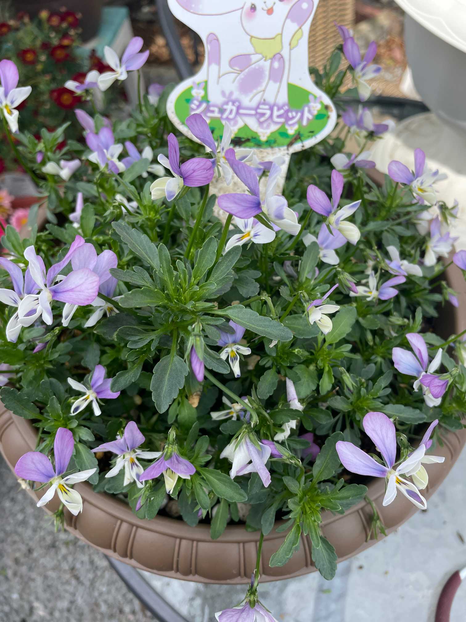 見元園芸の動物ビオラ｜🍀GreenSnap（グリーンスナップ）