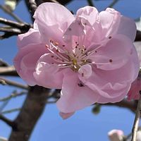 ハナモモ,花壇,ガーデニング,庭木,山野草の画像