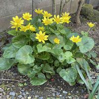 リュウキンカ,花のある暮らし,自家栽培植物,おうち園芸,庭の画像