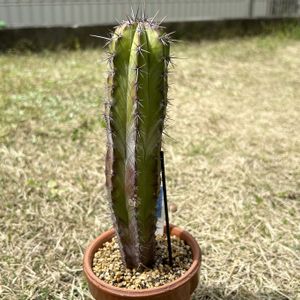 雷神閣,多肉植物,観葉植物,100均,ダイソーの画像